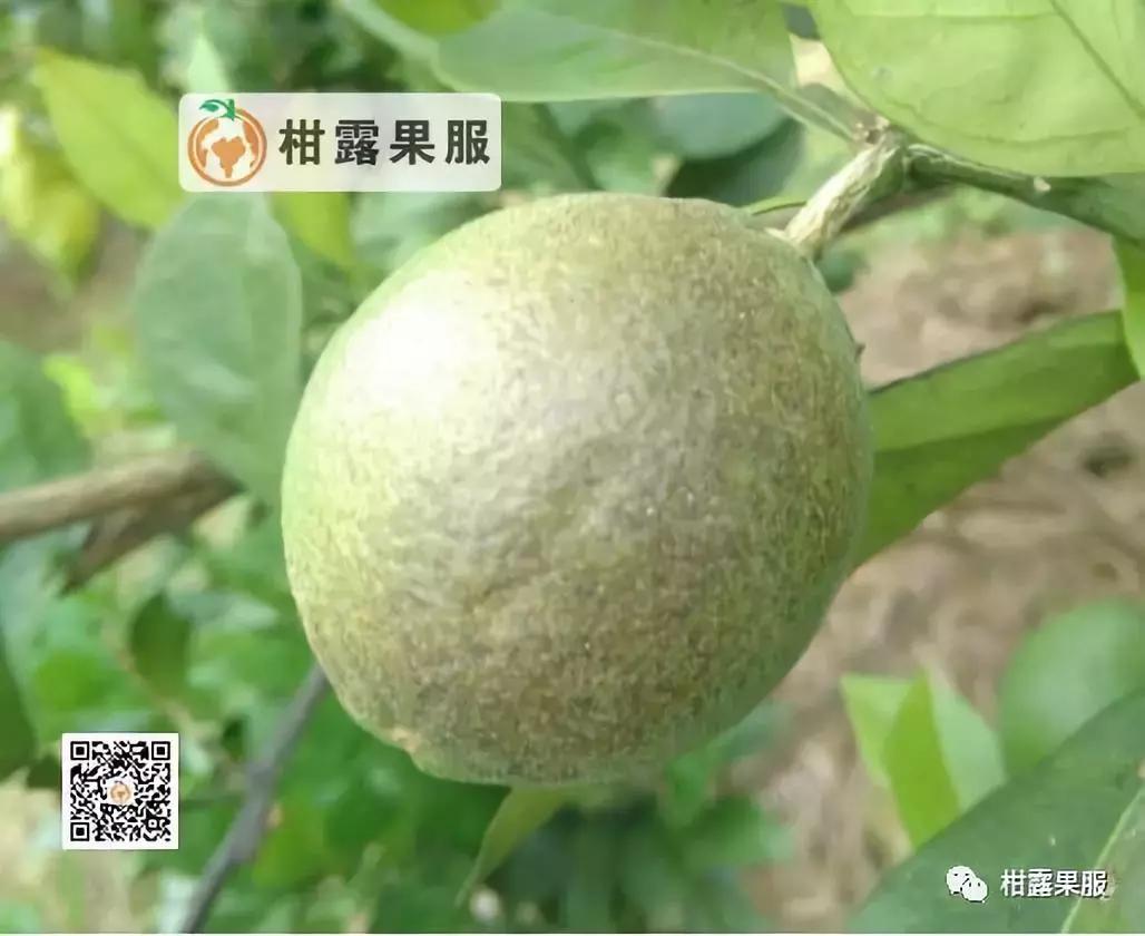 柑橘的常见病虫害和预防方法,柑橘新叶卷曲是什么虫害如何防治