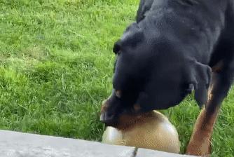 “求助！车窗玻璃被狗磕碎了...保险赔吗？”