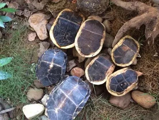 黄缘乌龟宠物,黄缘龟喜欢的植物