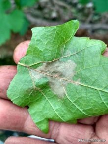 灰风暴葡萄灰霉病,霜霉病灰霉病什么情况易发生