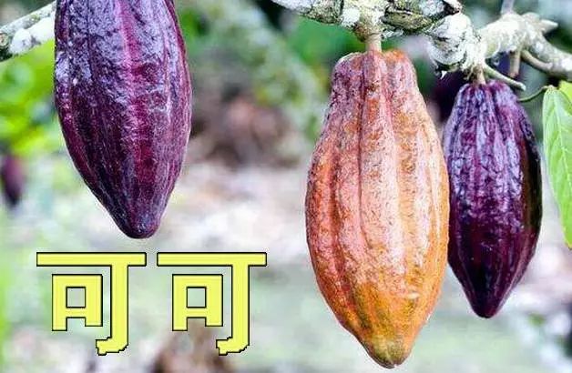 今日食普628期：咖啡因，天天打交道的精神药物