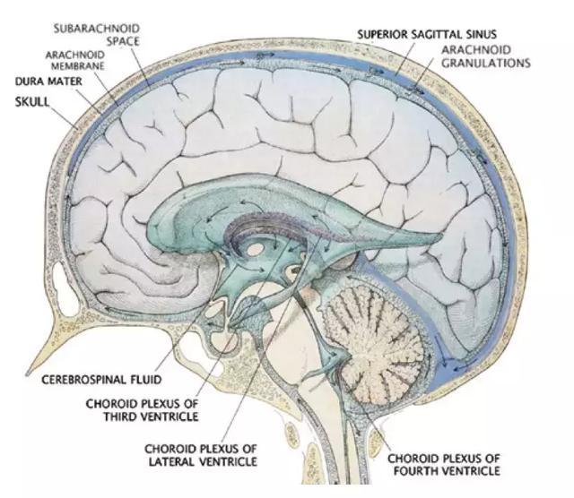 科学证明对人体有益的补剂,维生素营养补剂