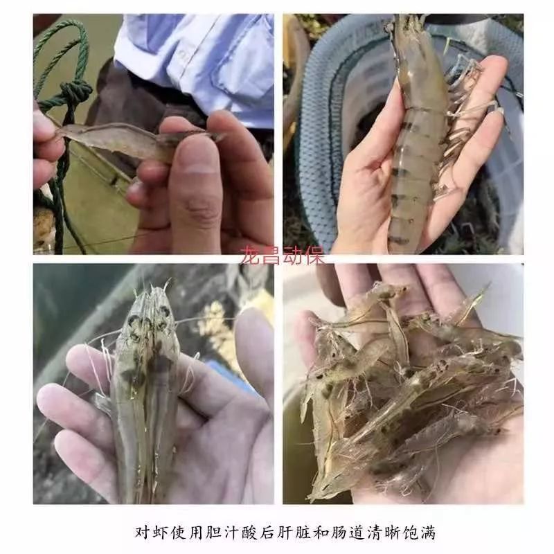 南美对虾有肠炎怎么处理,如何分辨南美白对虾肠炎
