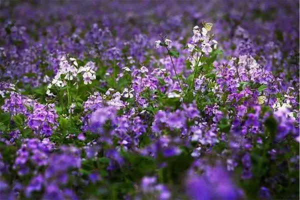 南京的春天,南京的春天视频