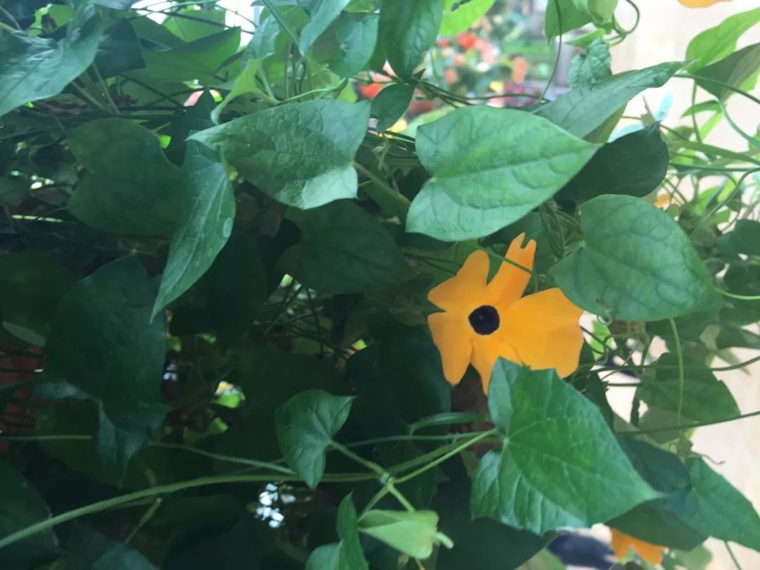 江阴嘉茂国际花鸟园,江阴嘉茂国际花鸟园什么时候再开