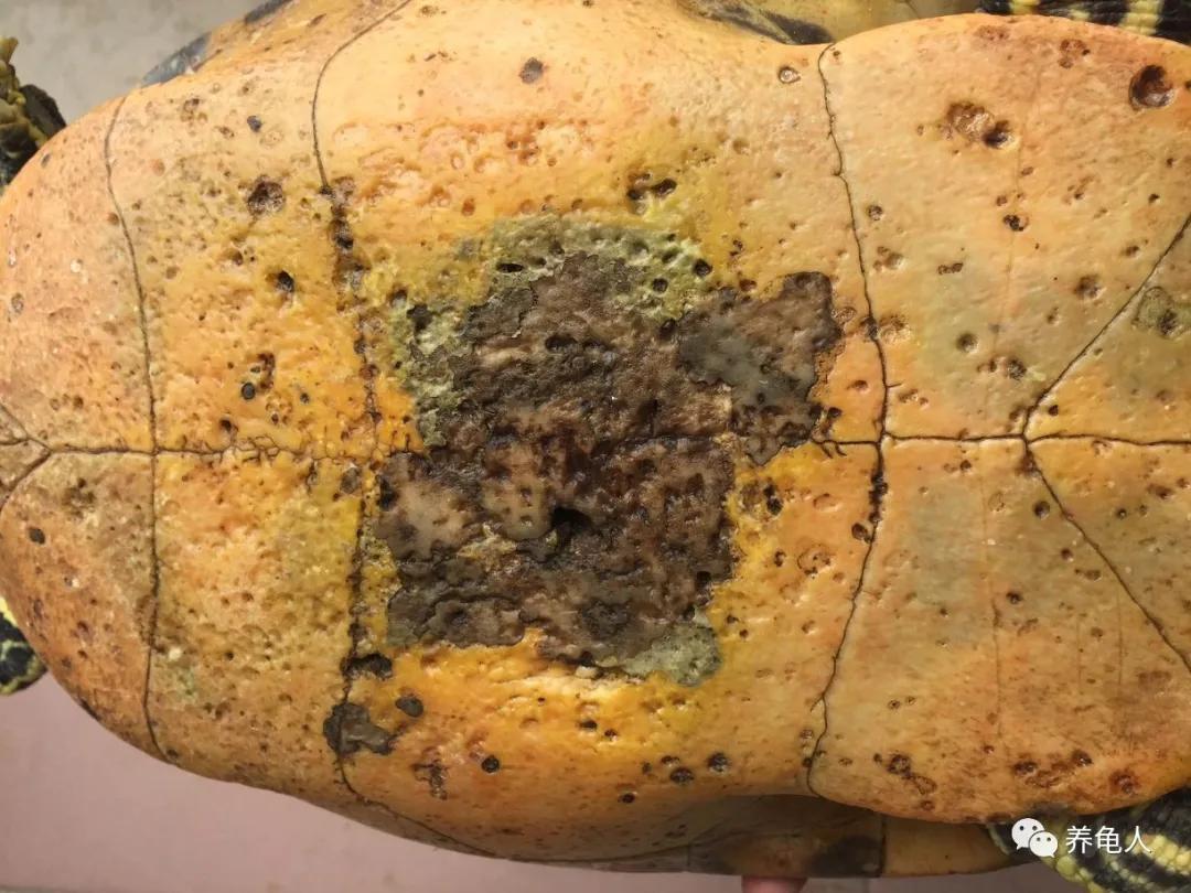 聚维酮碘治疗乌龟腐皮需要泡多久,乌龟腐甲双氧水怎么治疗