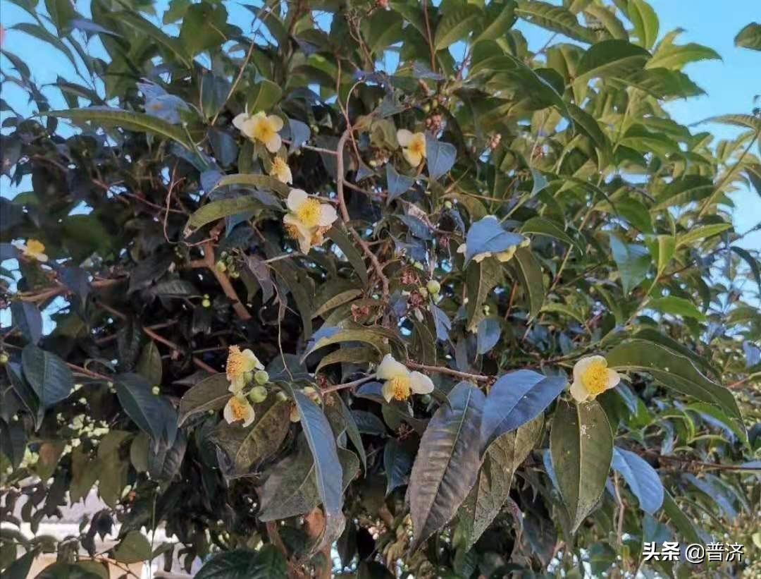普洱古树茶花怎么喝才好喝,普洱古茶树茶花功效和作用是什么