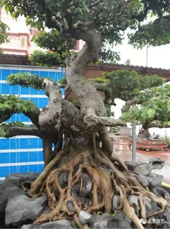 龙凤盆景多少钱一盆,现在值钱的盆景