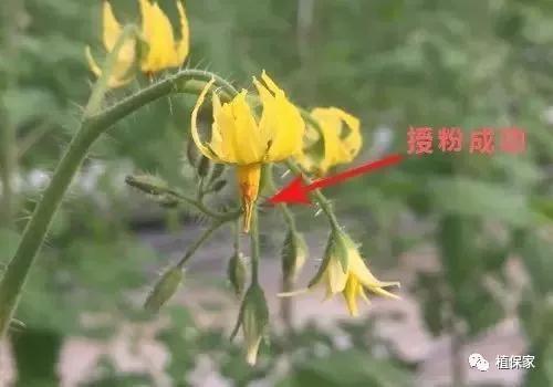 钙镁锌硼高产,钙镁硼铁镁什么农作物可用