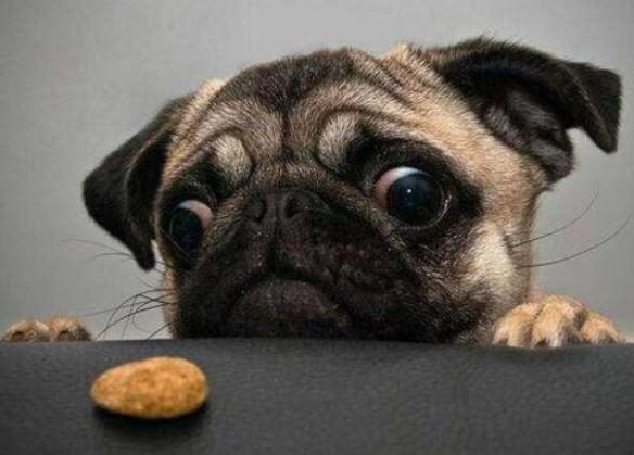 关于巴哥犬如何饲养的知识来啦,巴哥犬饲养注意事项和禁忌症