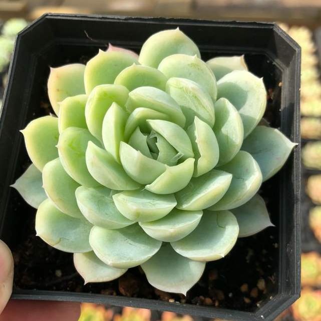 100种常见多肉植物图鉴收藏,1000种多肉植物图鉴及名字