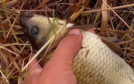 串钩野钓大板鲫简单实用的好方法,冬天钓大板鲫用手竿好还是串钩好