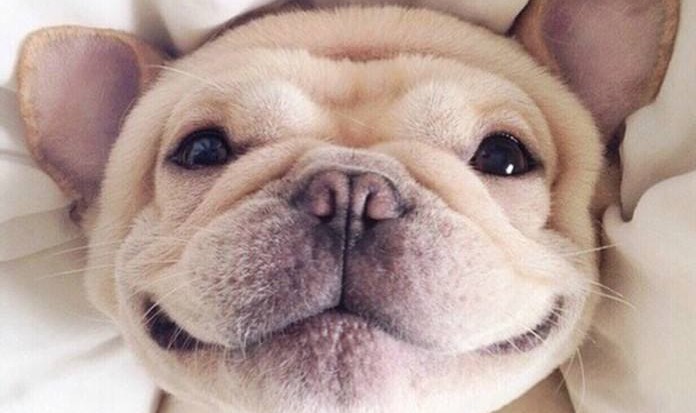 狗狗必须知道的10个常识,狗狗的这些常见行为你能理解吗