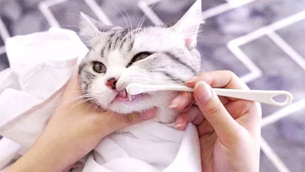猫咪得了牙病非常危险，本文教你3步快速，让你的猫咪习惯刷牙