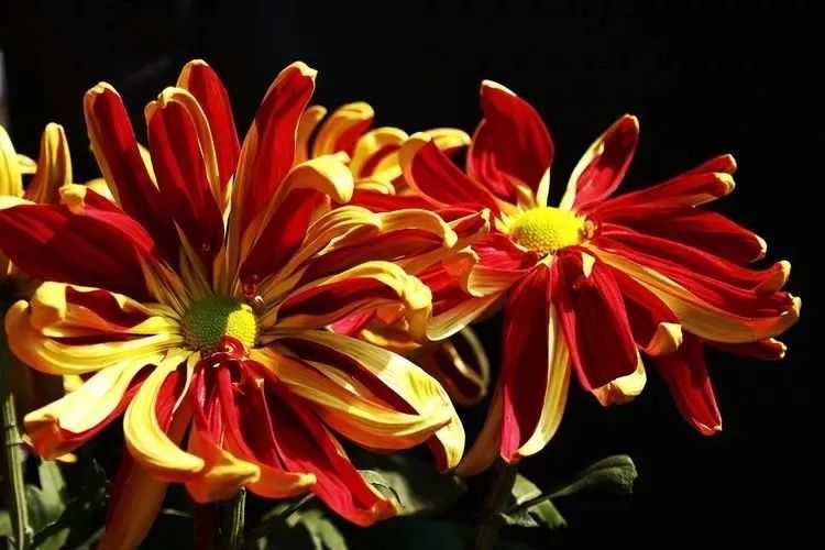 花中四君子菊花,花中四君子菊花的简介