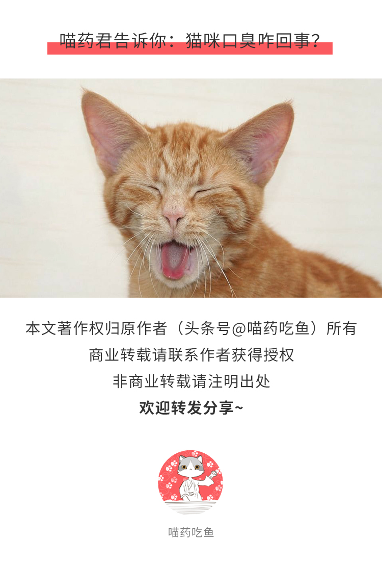 解决猫咪口臭的方法有哪些,猫咪口臭的解决方法和调理方法