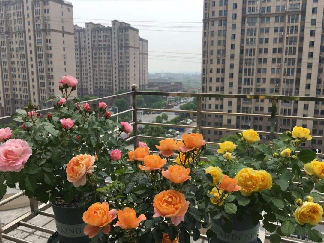 果汁阳台属于黄颜色的花吗,开花爆盆的果汁阳台