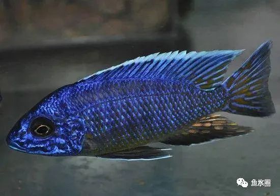 三湖慈鲷马鲷孔雀珍珠系能长多大,三湖慈鲷之孔雀