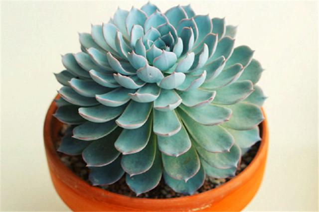 多肉蓝石莲怎么养更漂亮,多肉品种蓝石莲怎么养好