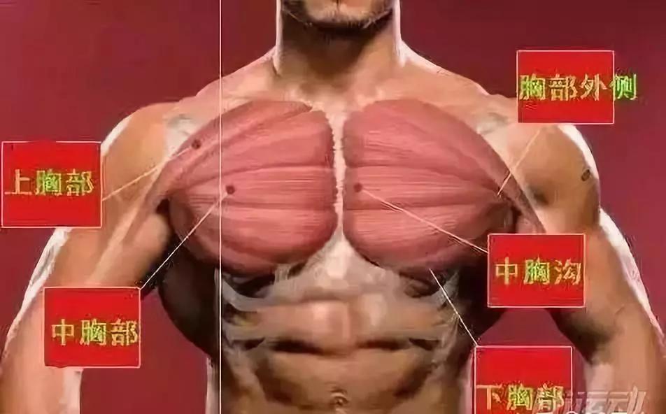 撸铁教程初级练胸,纯新手小白如何练胸