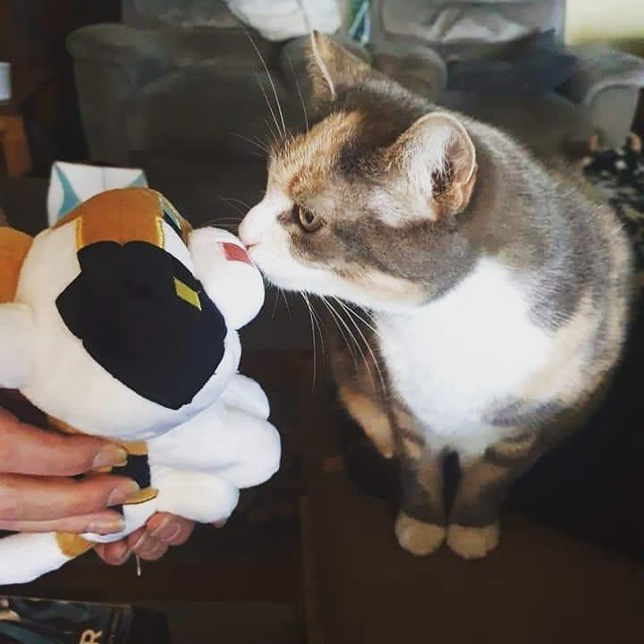 我的世界mc宠物生存合集,我的世界五个玩家喜欢的宠物