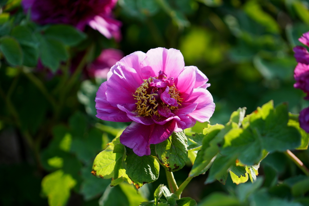 牡丹花；青山吹奏《太湖美》（C调）半音阶口琴演奏