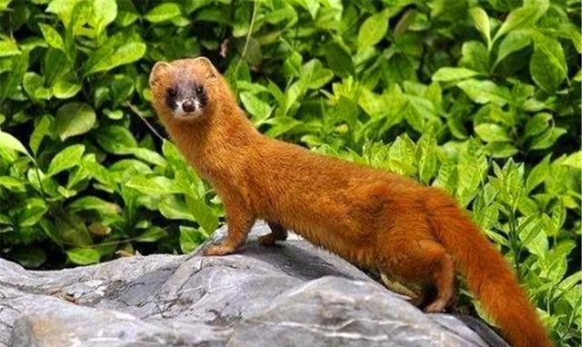 民间老中医黄大仙,民间高级中医黄大仙