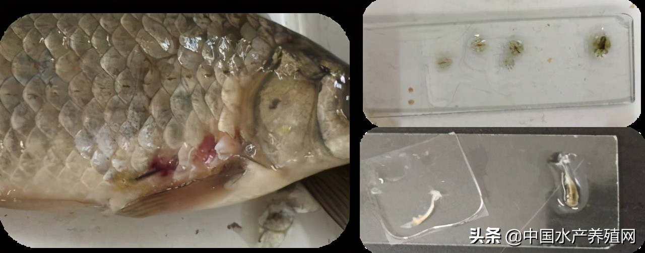 鱼病快速诊断与防病技术,鱼虾蟹病防治方法