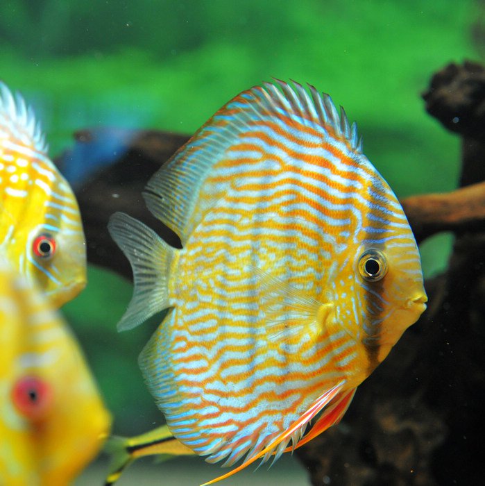 七彩神仙爱好者,野生七彩神仙开口