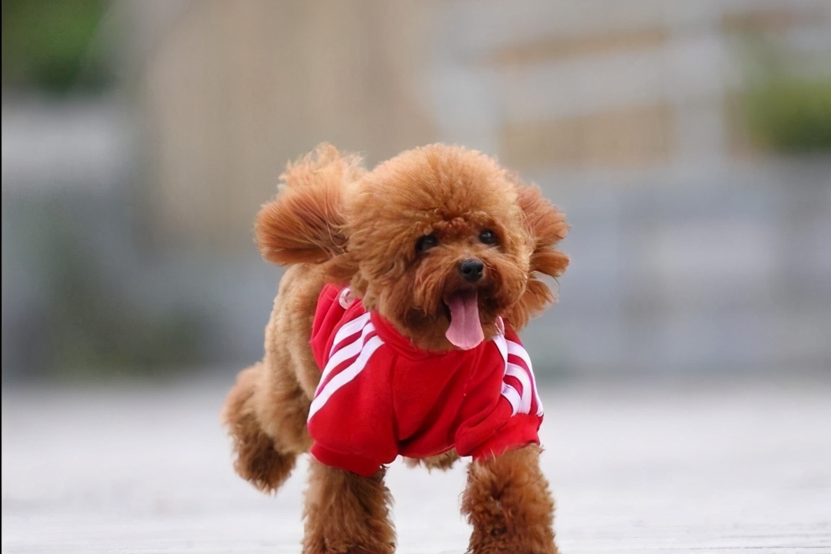 为什么泰迪弃养率越来越高,泰迪为什么弃养率这么高