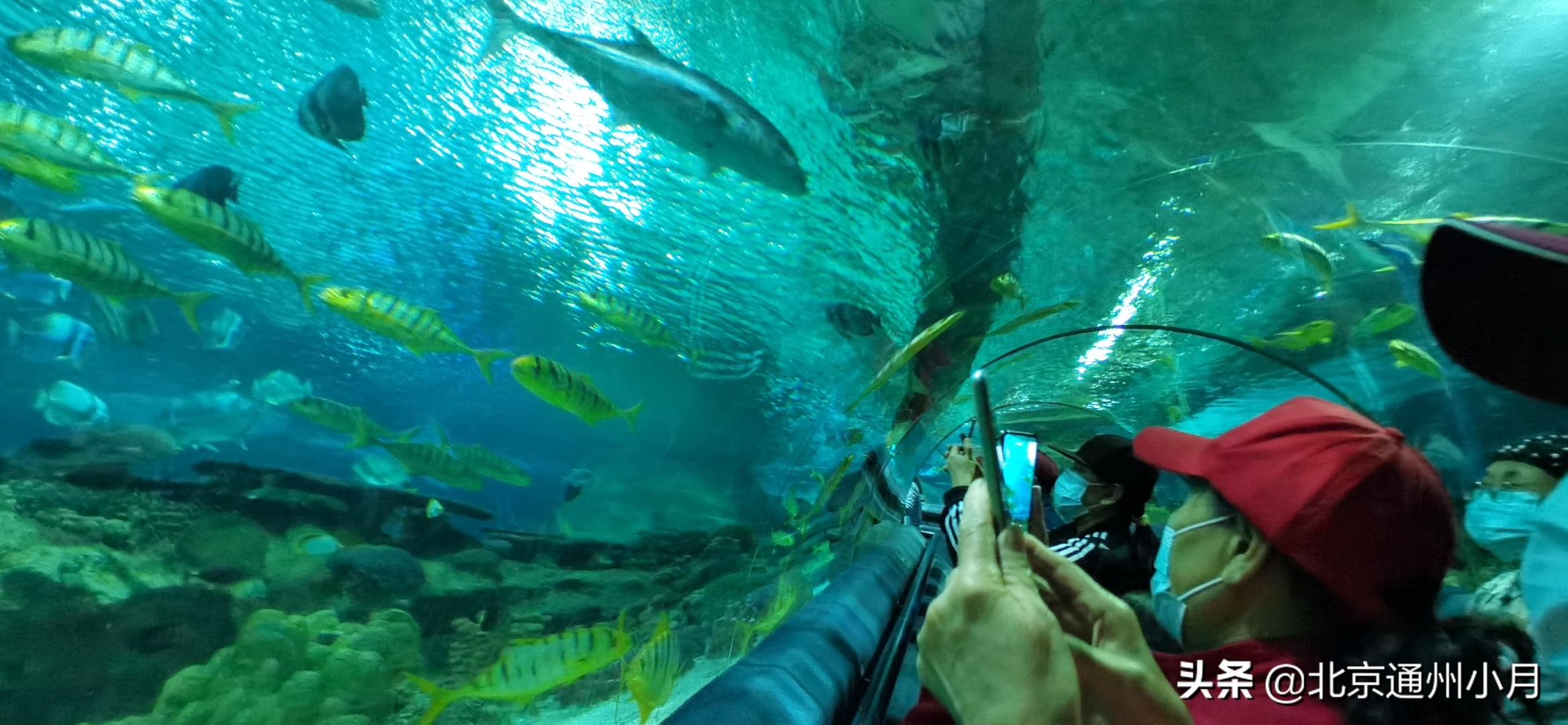 北京海底世界游览时间表,北京海底世界值得玩