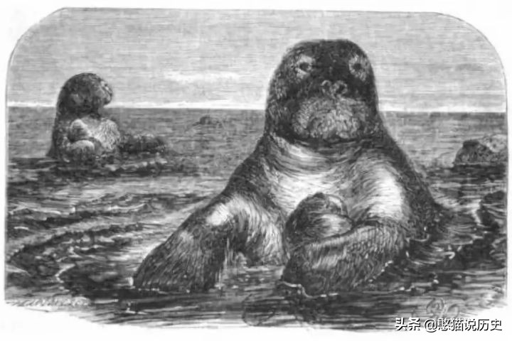 海洋里的哺乳动物是怎么哺乳的,海洋哺乳动物怎么喝水