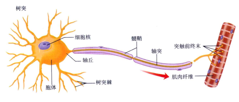 心理学的生物学基础知识,生物心理学知识书籍