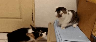 柯基养母,为什么劝你养泰迪犬不要养比熊犬