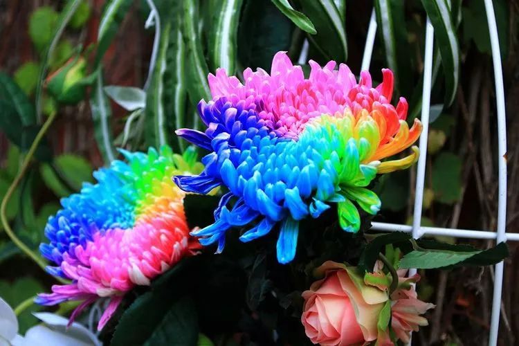 花中四君子菊花,花中四君子菊花的简介