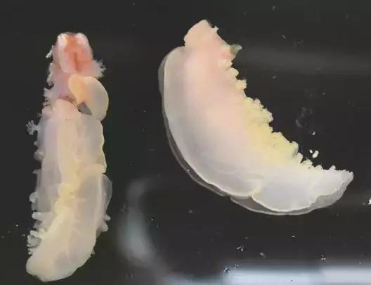 科考船采集到稀有深水海兔,科考船上的海兔