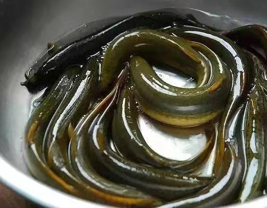 这种随处可见的原生鱼，是中大型热带观赏鱼营养价值最高的饲料鱼