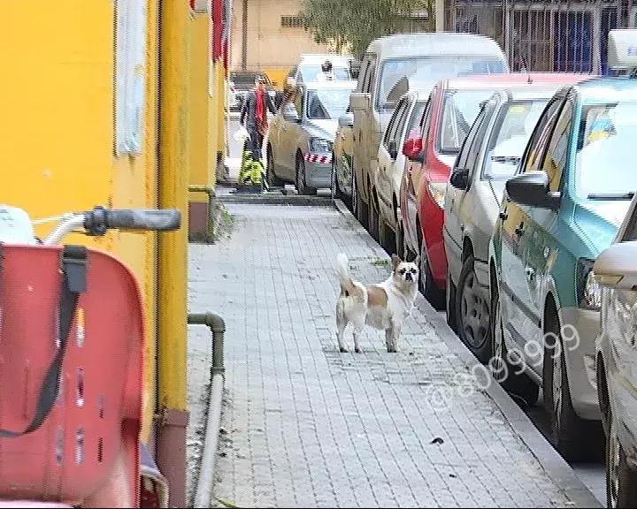 办了狗证有什么权利,狗证是一年一办吗