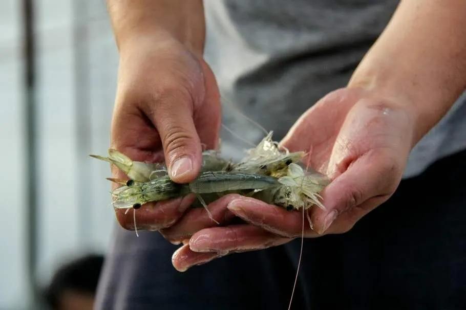 保肝养虾的正确方法,养殖对虾如何保肝护肠