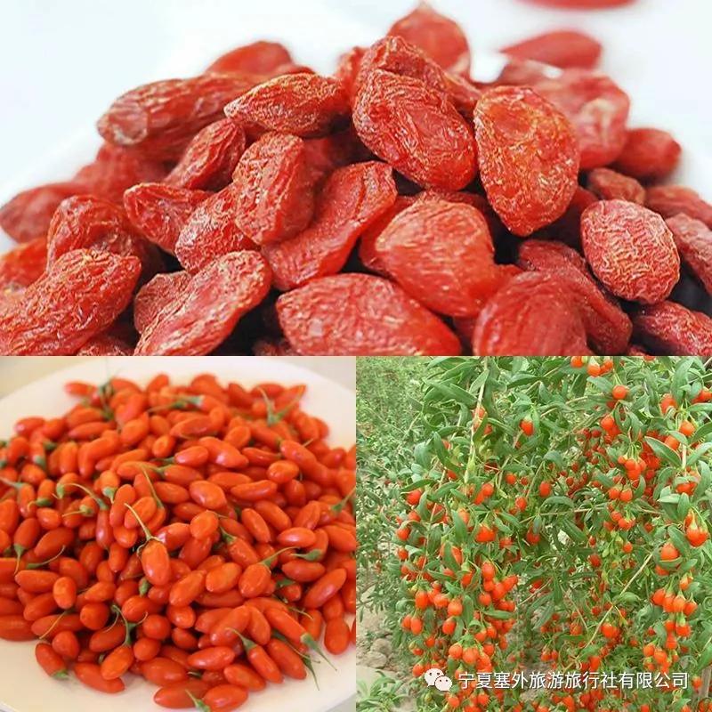 宁夏塞外旅游旅行社有限公司招聘,宁夏塞外旅游旅行社