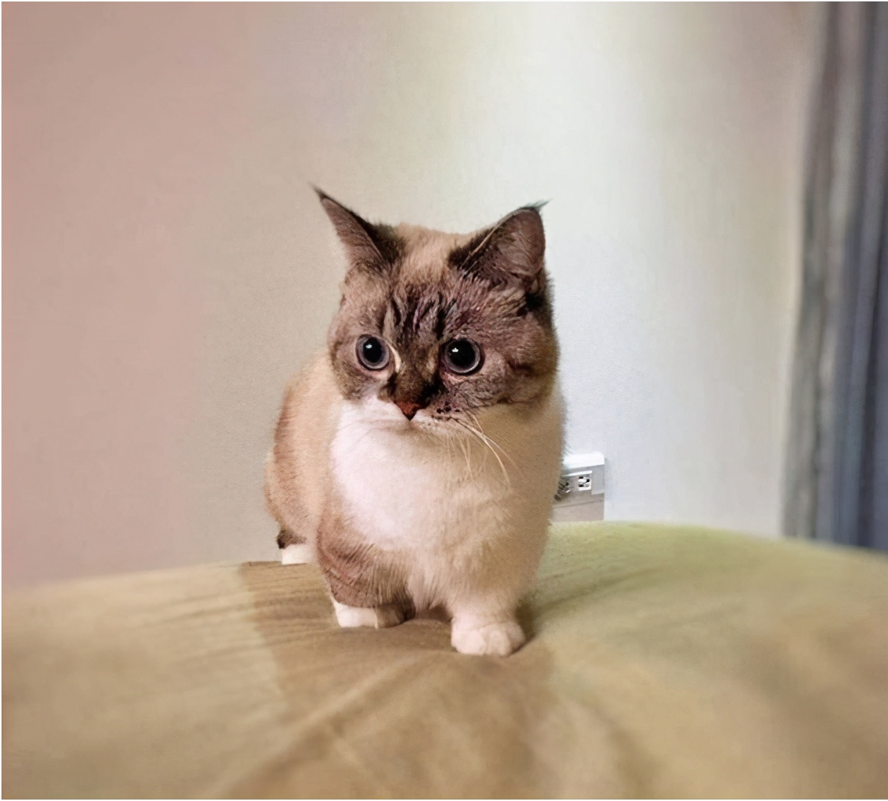 为什么说别养矮脚猫,矮脚猫的优缺点