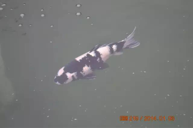 湖南最好的锦鲤养殖基地,湘潭锦鲤养殖