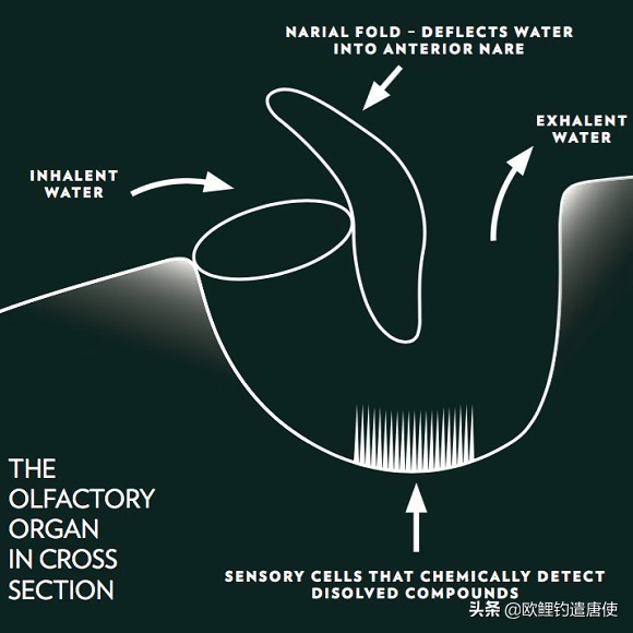 钓鱼最好的诱食剂是什么,诱食剂钓鱼