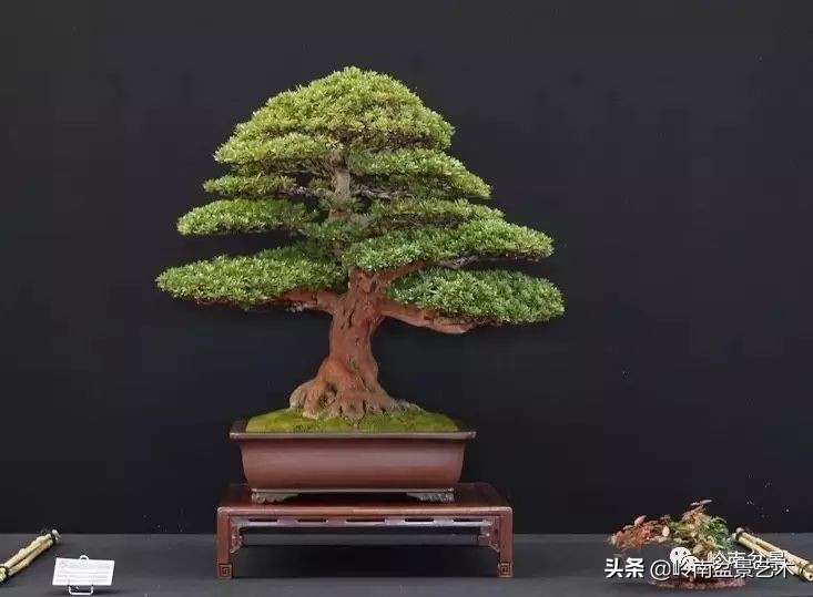 盆景结顶的形式,最好的盆景结顶方法