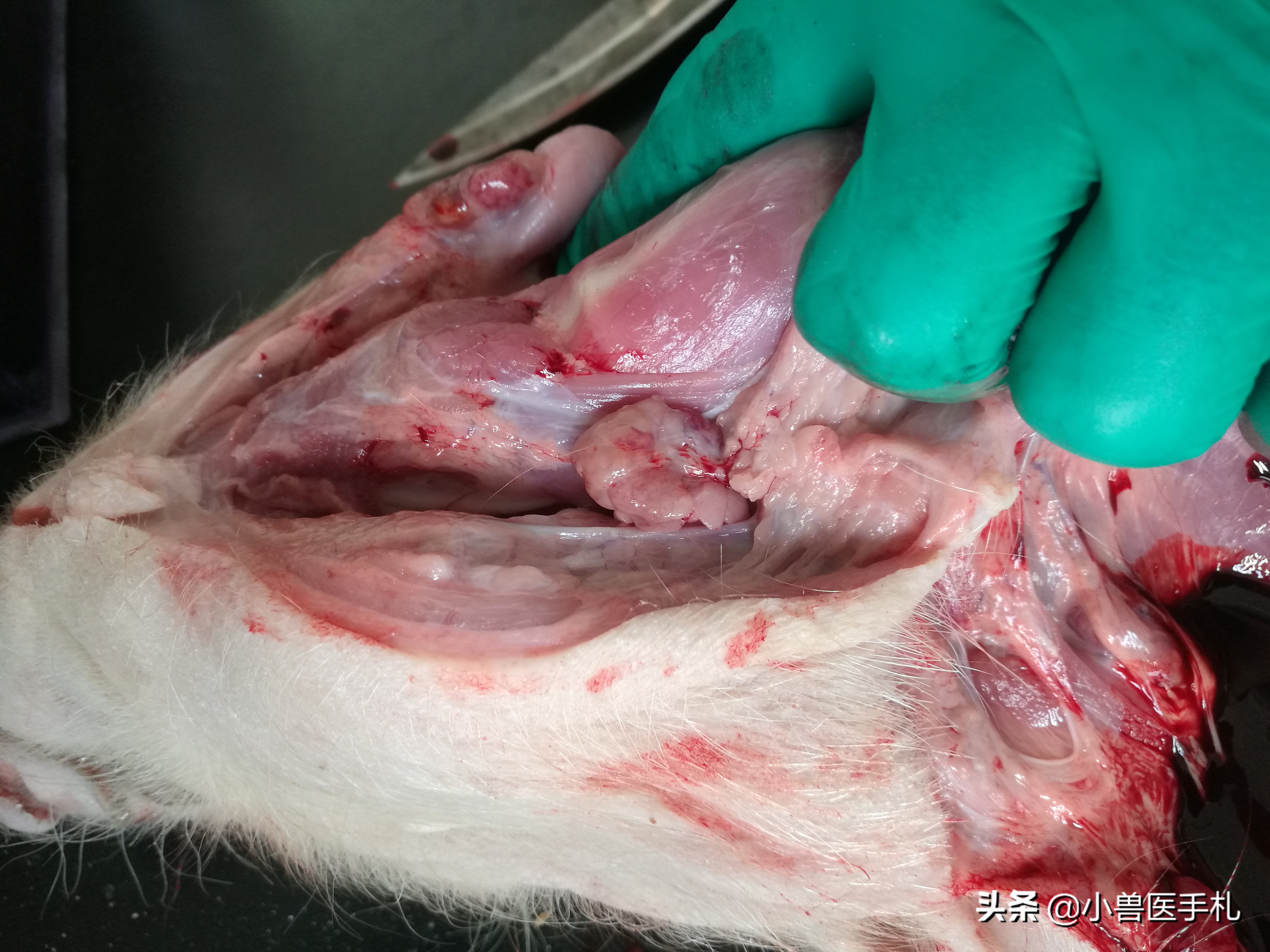 猪：副猪、链球菌、沙门、PCV、MHP病例分享