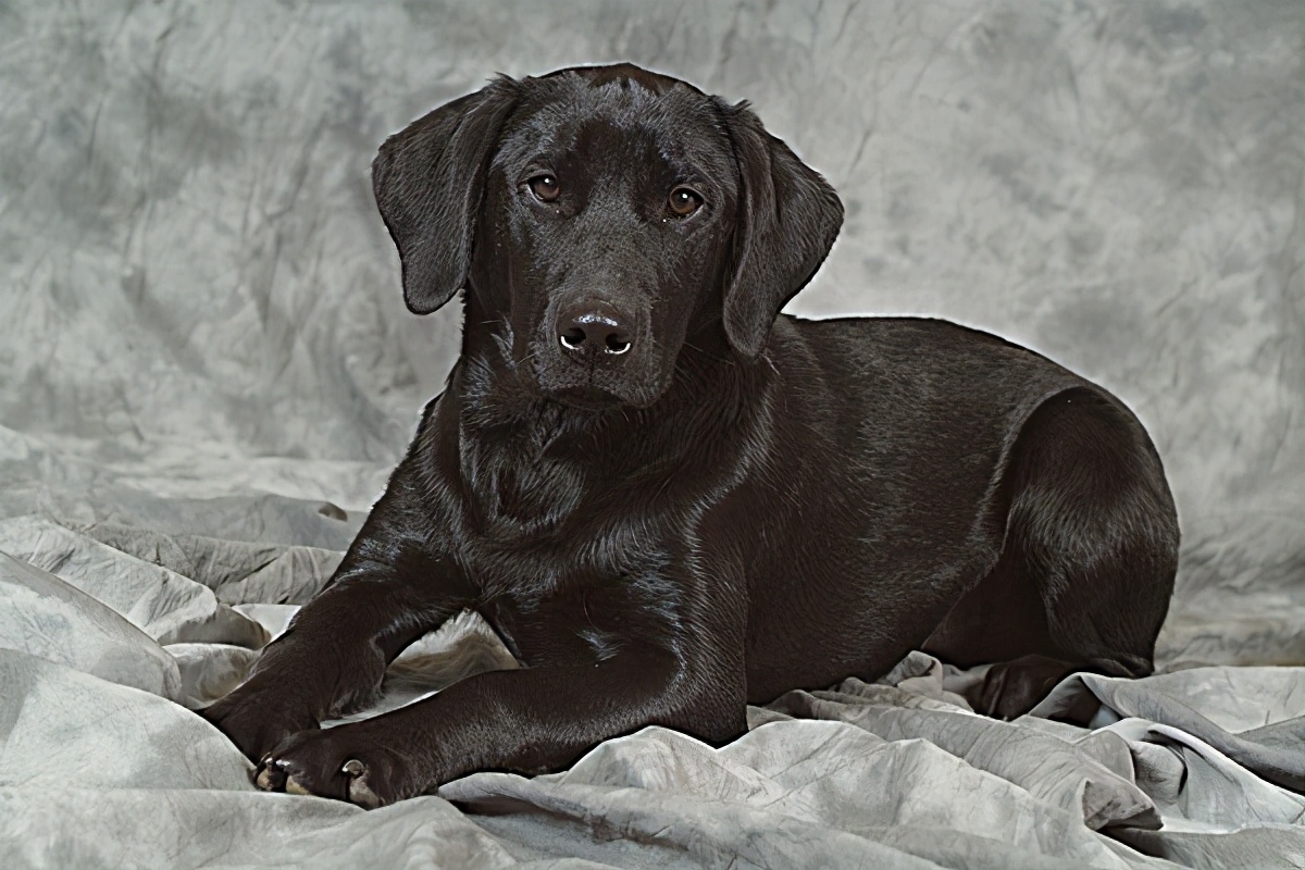 拉布拉多黑色幼犬怎么辨别纯不纯,拉布拉多犬黑色的好还是白色的好