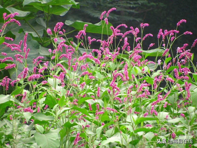 农村比较常见的中草药,农村不可碰的十种草药