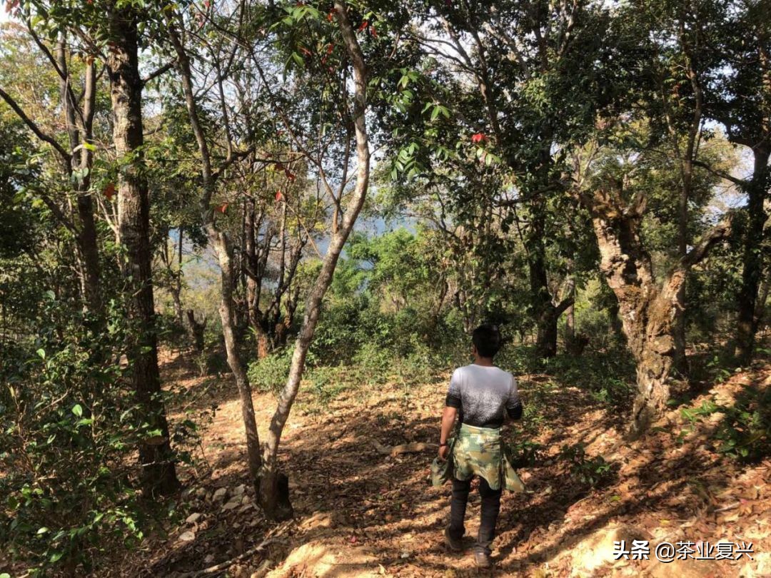 春茶好坏怎么看,春茶品鉴