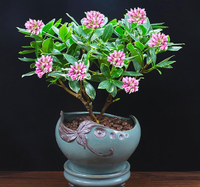 越养越吉利的三种花有哪些,玫瑰花老桩用大盆还是小盆栽培