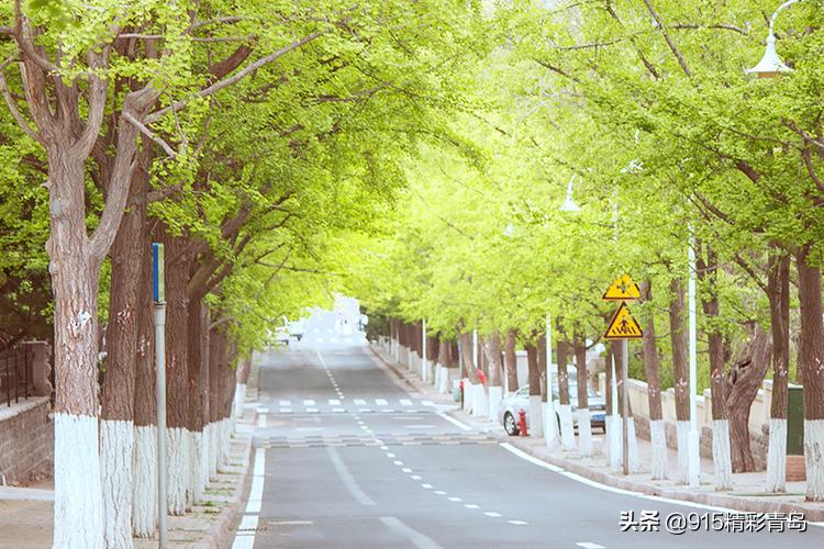 恋恋青岛，春深似海